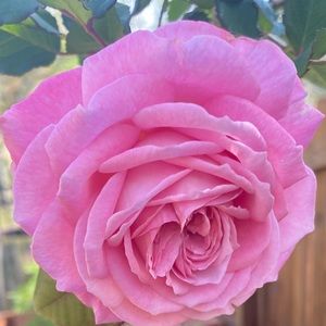 Meet your Posher, Candace